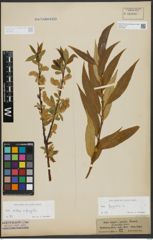 Foto von Salix fragilis L.